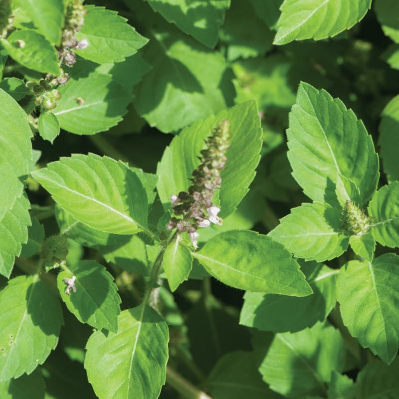 Set 9 Holy Basil Plants Live, Tulsi Basil Perennial Herb, 3-5 Inch Tall Live Herb Plants for Indoor or Outdoor Growing