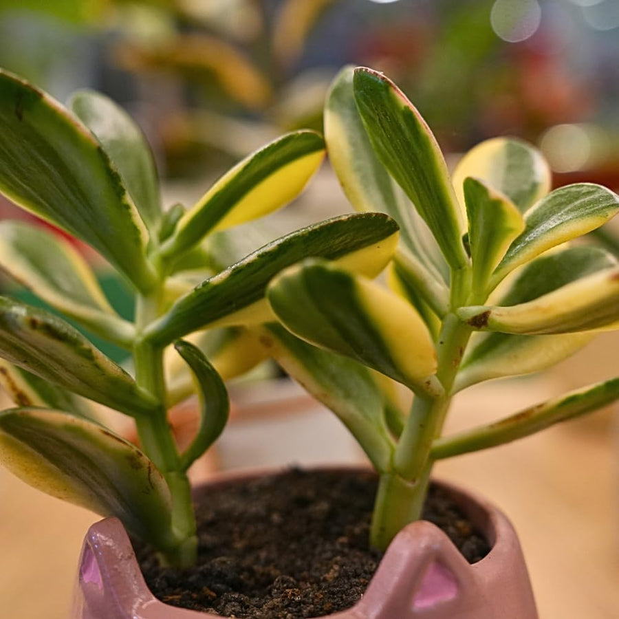 Variegated Jade Plant, Crassula Ovata Live Plant, Jade Succulent Houseplant, 2 Inch Pot for Indoor Outdoor Planting