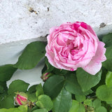Light Pink Climbing Roses Live Plants 7 Months Old, Rose Bushes Ready to Plant 5-9" Tall, Very Fragrant, Can Grow As Climber or Bush Tree or Trellises, Walls, Fences