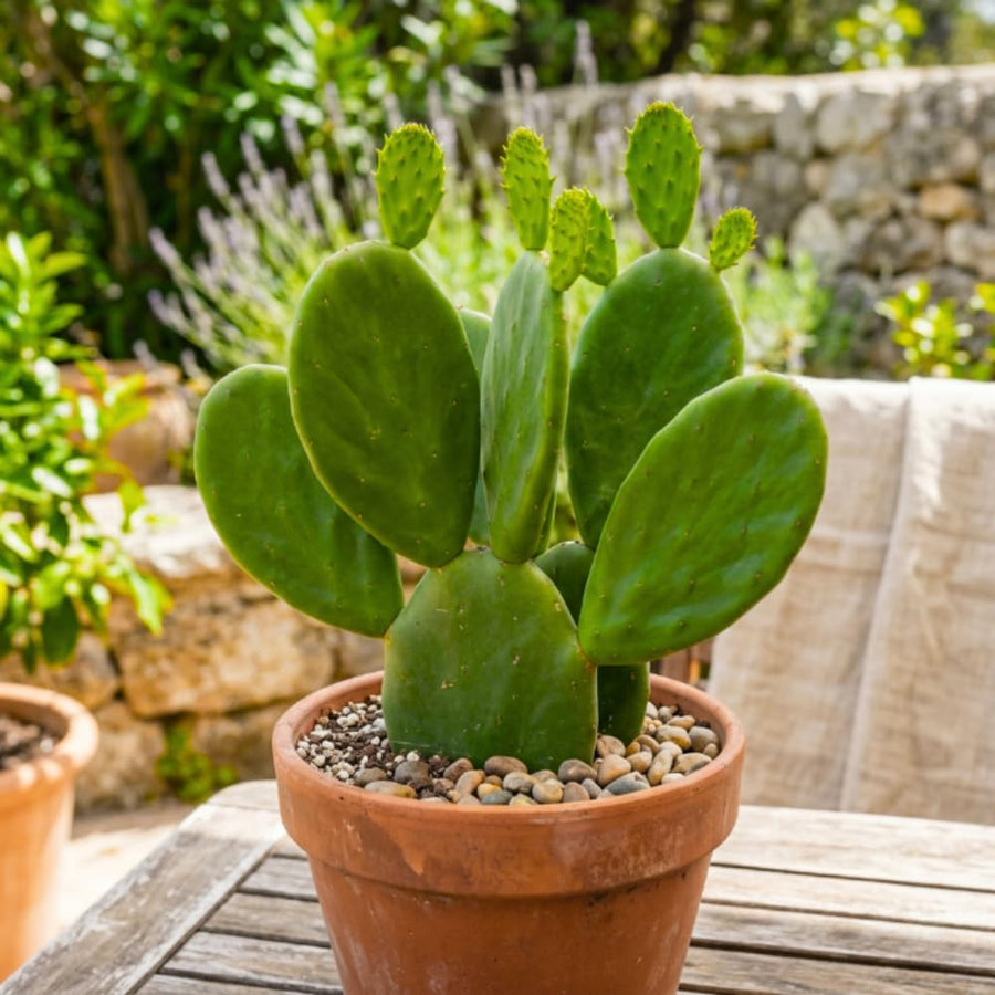 Prickly Pear Cactus Plant Live, Thornless Prickly Pear Plant, 4-6 Inc Tall, Hardy Succulent for Container, Patio or Landscape