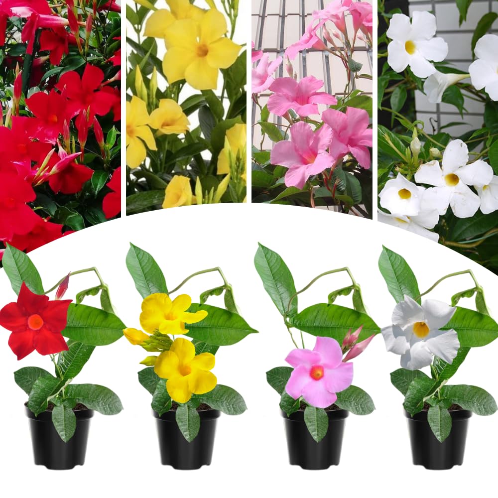 2 Mixed Mandevilla Live Plants, Mandevilla Flowering Vines Trellis, 7-11 Inch Tall Plants for Hanging Baskets, Container and Garden Growing