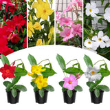 2 Mixed Mandevilla Live Plants, Mandevilla Flowering Vines Trellis, 7-11 Inch Tall Plants for Hanging Baskets, Container and Garden Growing
