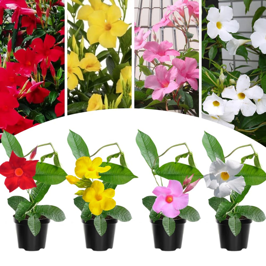 2 Mixed Mandevilla Live Plants, Mandevilla Flowering Vines Trellis, 7-11 Inch Tall Plants for Hanging Baskets, Container and Garden Growing