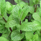 Mojito Mint Live Plant, Well Rooted Mint Herb in 3.5 Inch Pot, Gardens and Containers Growing
