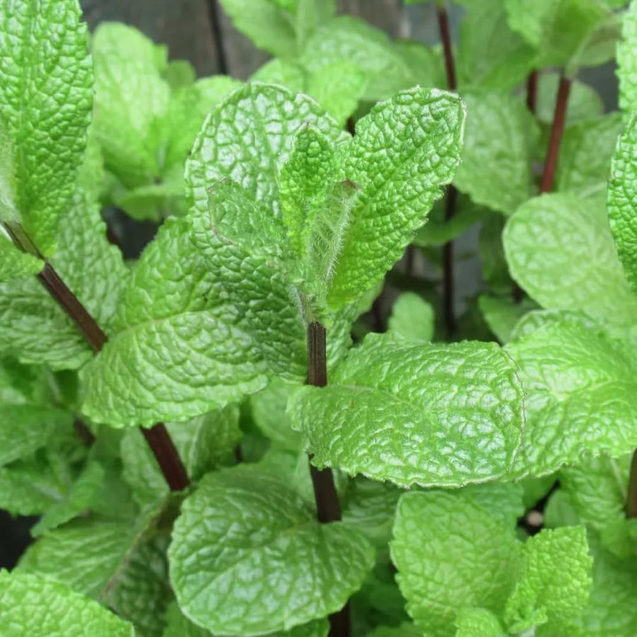 Mojito Mint Live Plant, Well Rooted Mint Herb in 3.5 Inch Pot, Gardens and Containers Growing