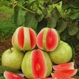 4 Pink Guava Trees Live Plants for Planting, 5 to 10 Inc Tall, Zones 9-11