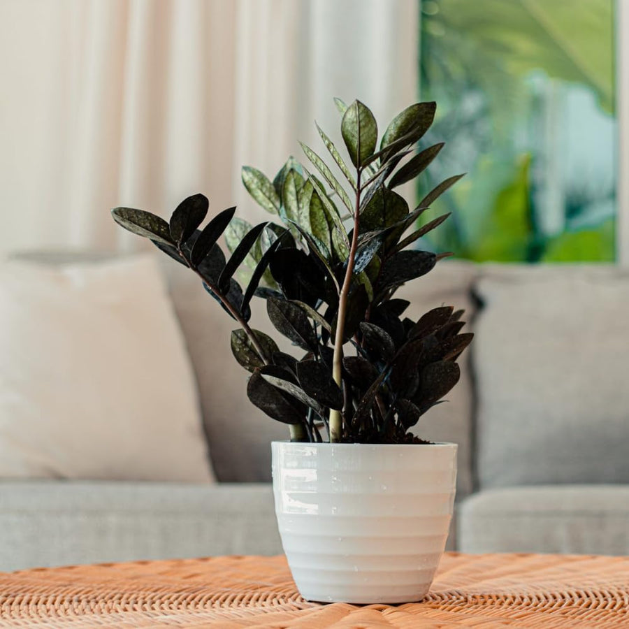 Black ZZ Plant, Live Indoor Houseplant, 3 Inch Pot Black Foliage Plant for Home Garden, Office
