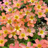 Oxalis Plant Live, Shamrock Spring Flower, 4 Inc Pot, Ornamental Oxalis Plant Live for Indoor Outdoor Garden, 4-8'' Tall (Peach)
