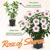 White Rose of Sharon Plant in Quart Pot, Hardy Hibiscus Flowering Shrub, Vibrant Outdoor Althea Plants, Fast-Growing Perennial