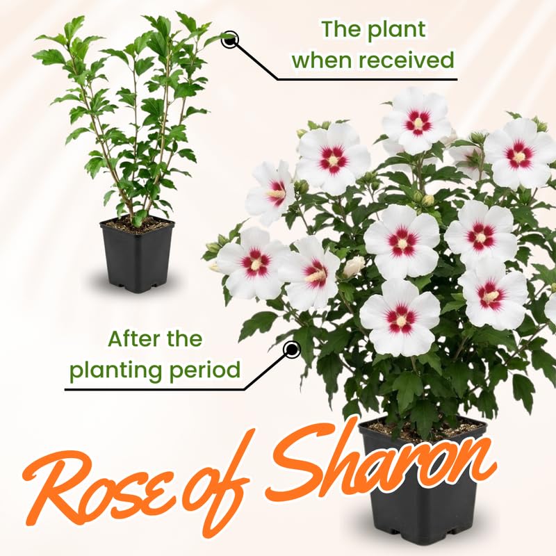 White Rose of Sharon Plant in Quart Pot, Hardy Hibiscus Flowering Shrub, Vibrant Outdoor Althea Plants, Fast-Growing Perennial