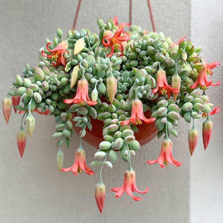 Cotyledon Pendens Plant Live in 4” Pot, Trailing Succulent Houseplant, Rare Indoor House Plants, Home Office Decoration