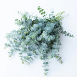 Baby Blue Eucalyptus Plant Live, Eucalyptus Live Plants, in 2.5" Pot, Well-Rooted Starter Plants for Indoor Outdoor Growing