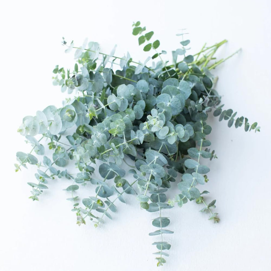 Baby Blue Eucalyptus Plant Live, Eucalyptus Live Plants, in 2.5" Pot, Well-Rooted Starter Plants for Indoor Outdoor Growing