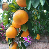 Ugli Tangelo Plant Live, Grafted Orange Tangelo Live Plant, Grafted Fruit Tree, 3 Feet Tall for Outdoor Planting