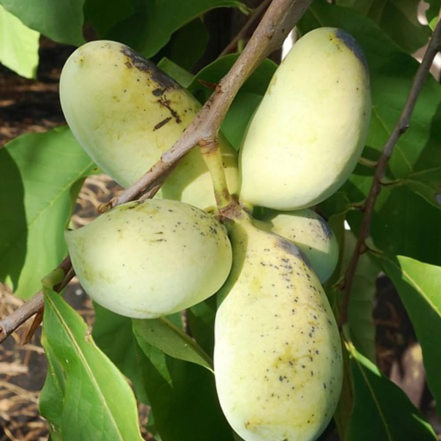 2 Pawpaw Trees Live Plants, Paw Paw Asimina Triloba, Well Rooted Plant Live, 7 to 16 Inc Tall, Mango Papaya Like