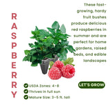 Pack 2 Caroline Red Raspberry Plants Live, Size 5-9 Inch Tall, Raspberry Trees Live Plants, Sweet Raspberry Bush Shrub