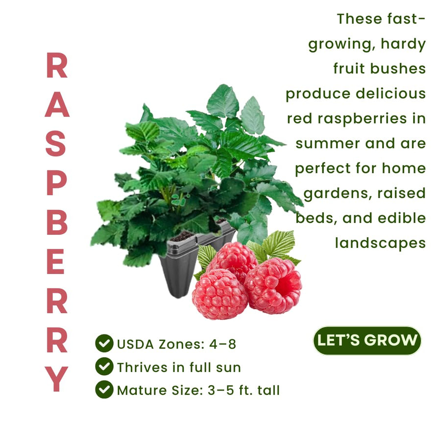Pack 2 Caroline Red Raspberry Plants Live, Size 5-9 Inch Tall, Raspberry Trees Live Plants, Sweet Raspberry Bush Shrub