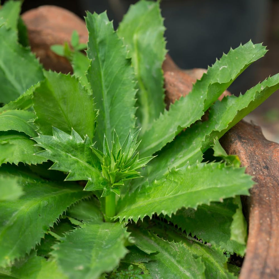 Culantro Plant Live, Culantro Plant, 3-5 Inc Tall, Edible and Fragrant Herbs, Indoor Outdoor Growing
