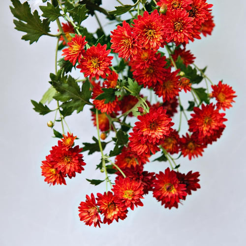 Red Chrysanthemum Plants Live Tree Well Rooted, 4 to 6 Inches Tall, Mums Plants Live, Live Chrysanthemum Flower Plants, 2 Plants for The Patio and Garden