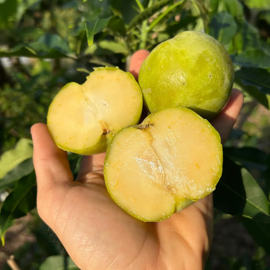 Live White Sapote Fruit Tree, 1.5 Feet Tall, Sapote Plant in 1 Gallon Pot, Sweet Tropical Plant