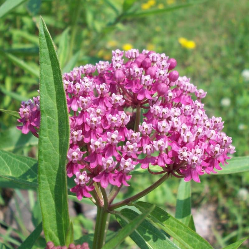 Pack 2 Butterfly Mikweed Live Plants, Asclepias Tuberosa Perennial Flowers Plants, Tropical Milkweeds 4-8 Inch for Outdoor Garden