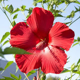 Deep Red Hibiscus Plant Live, Hardy Hibiscus Flowers for Outdoor Landscapes, 5-9 Inch Height, Ornamental Hibiscus Bush Shrub, Well-Rooted, No Pot