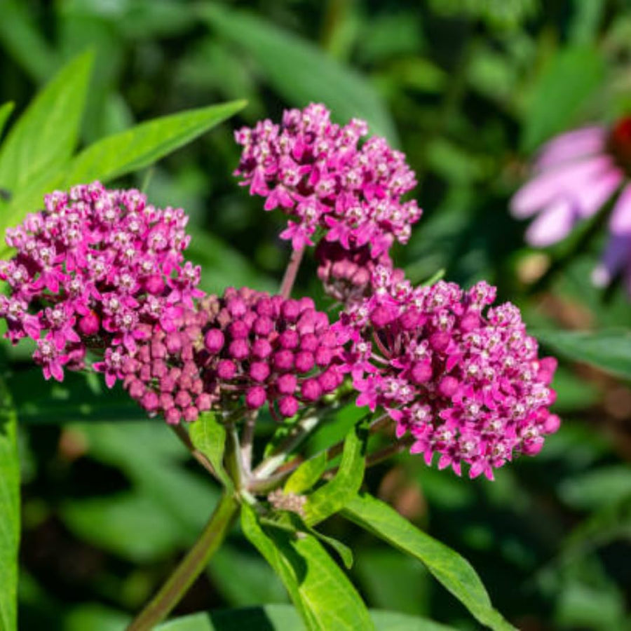 75 Pink Milkweed Seeds for Planting, Milkweed Flower Seed