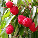 Lychee Tree Live Plant 10-12 Inch Tall, Sweet Lychee Plant Live, Tropical Litchi Fruit Tree, in Half Gallon Pot