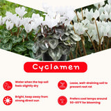 Cyclamen Plant Live, Hardy Flowering Plant with Vibrant Bloom, 5-7 Inches Pot, Outdoor Indoor Houseplant (White Cyclamen)