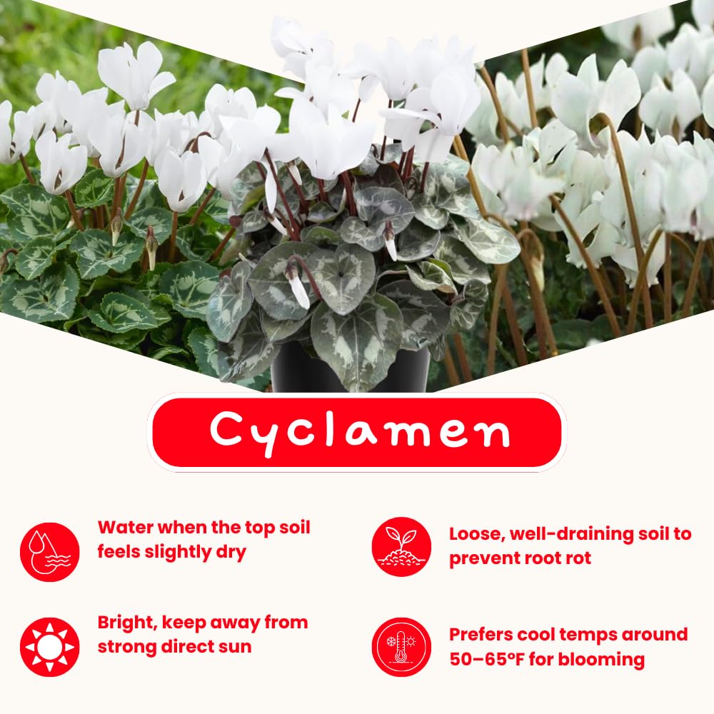 Cyclamen Plant Live, Hardy Flowering Plant with Vibrant Bloom, 5-7 Inches Pot, Outdoor Indoor Houseplant (White Cyclamen)