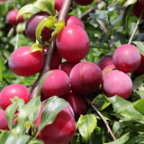 Set of 24 Live Plum Cuttings, for Planting, Sweet Edible Fruit Rooted Cuttings, Ready to Grow, Suitable for Outdoor Garden