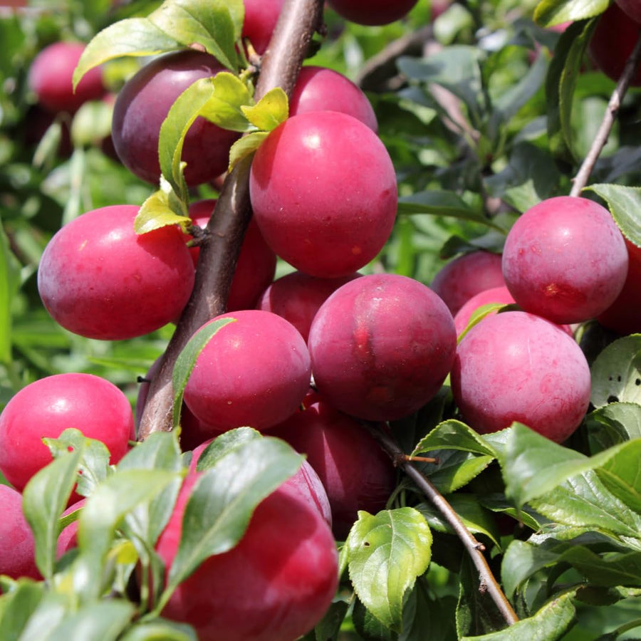 Set of 24 Live Plum Cuttings, for Planting, Sweet Edible Fruit Rooted Cuttings, Ready to Grow, Suitable for Outdoor Garden