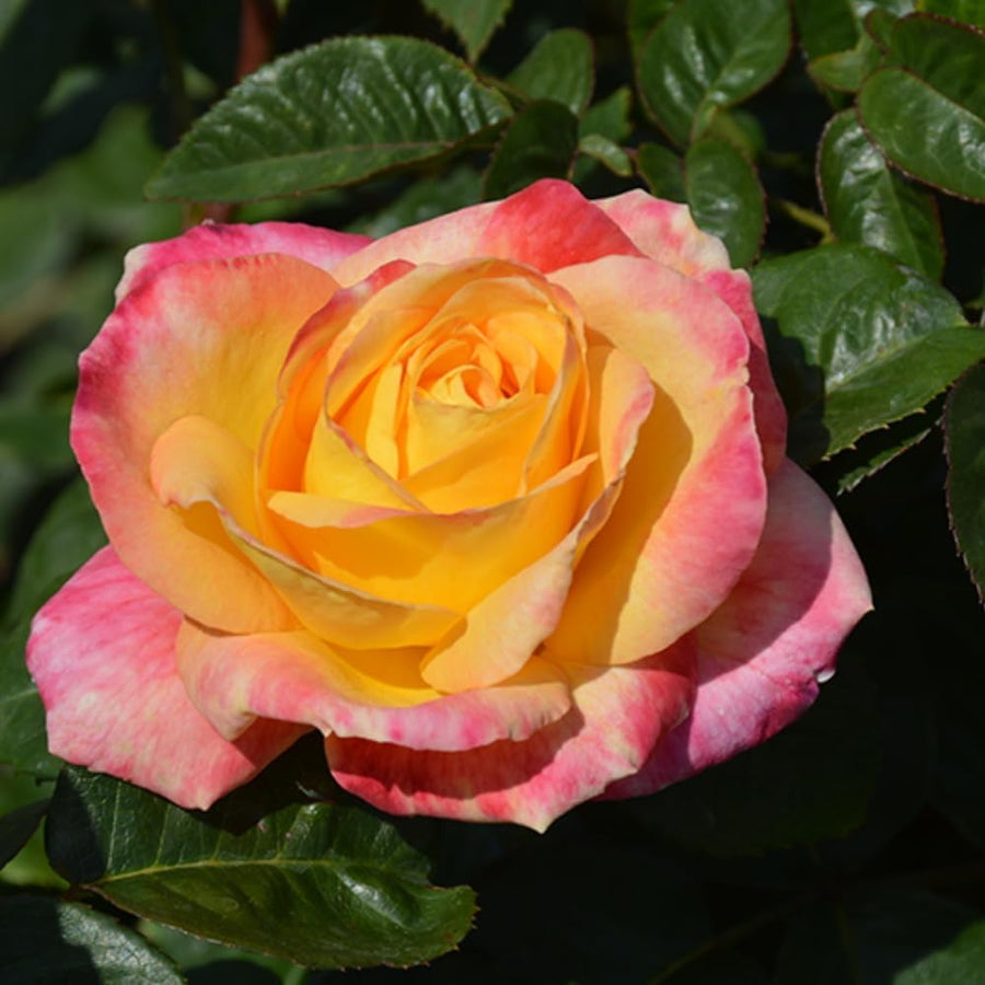 Rose Bush Live Plant - Rose Plant Live Shrub - Bareroot with Soil 5-10 Inch Tall - Fragrant Rose Flowers Heirloom Rose Shrub (Love Rose)