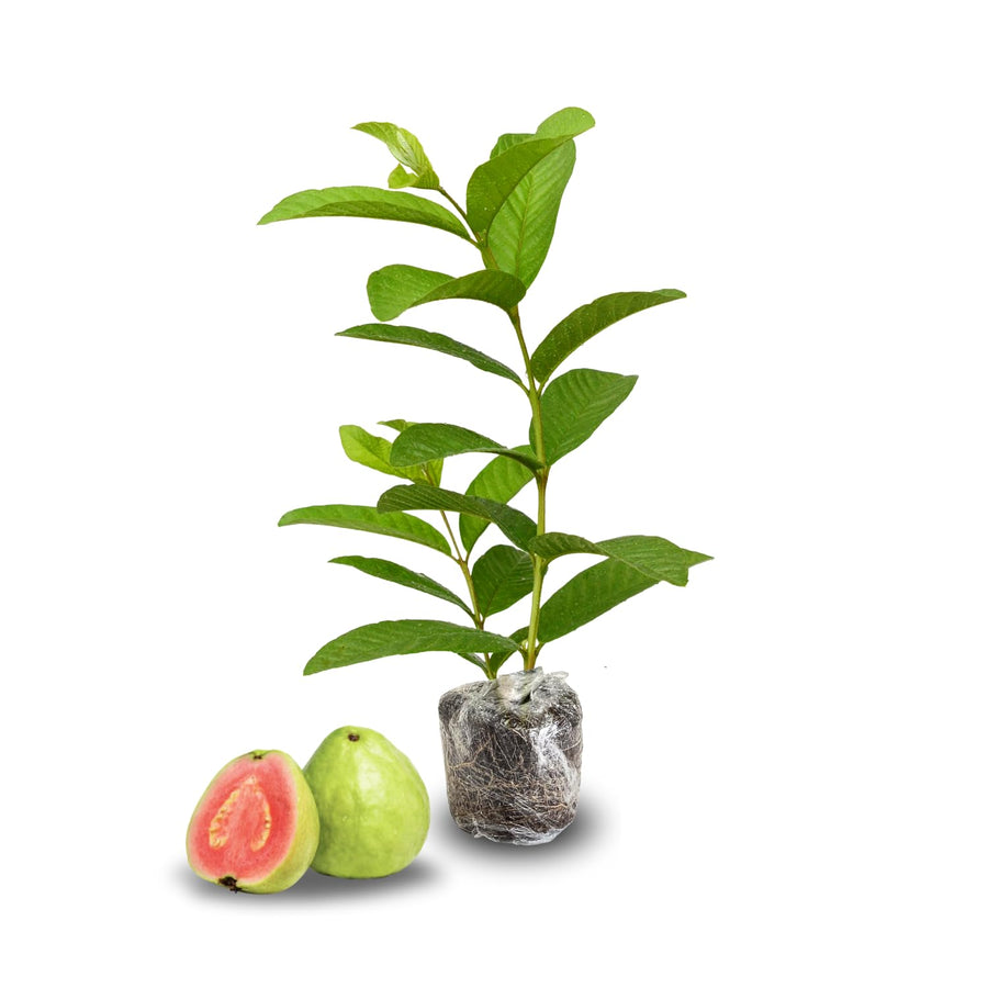 Guava Tree Live Plant, Pink Guava Trees, Guava Fruit Tree for Planting Indoor Outdoor Garden, 5 to 9 Inches Tall