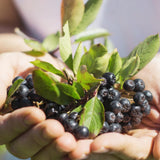 Chokeberry Plant Live, Black Chokeberry Live Plant for Home Garden, 2-3 Years Old Bare Roots, Black Berries Shrub, 14 to 16 Inches Tall