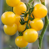 Lot 4 Tomato Plants Live for Planting Outdoors, Large and Juicy Tomatoes, Well Rooted, 6 to 8 Inch - Sun Sugar Tomato