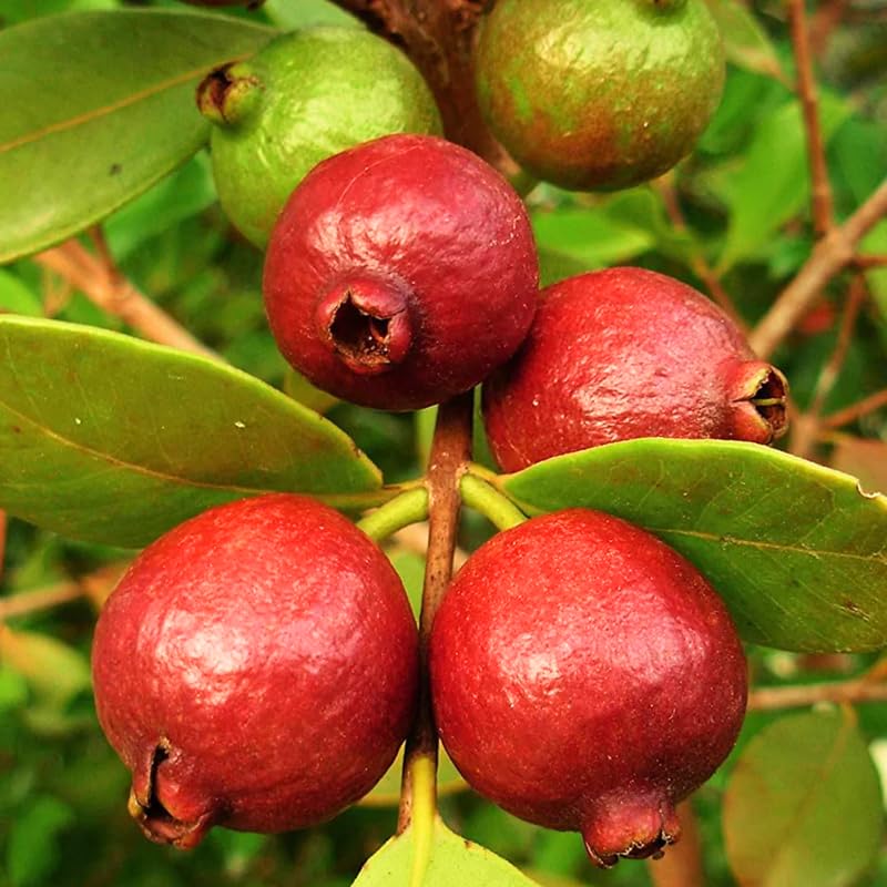 Live Strawberry Guava Tree Live Plant in Half-Gallon Pot, Sweet Tropical Fruit, 10-14 inches Tall, No CA