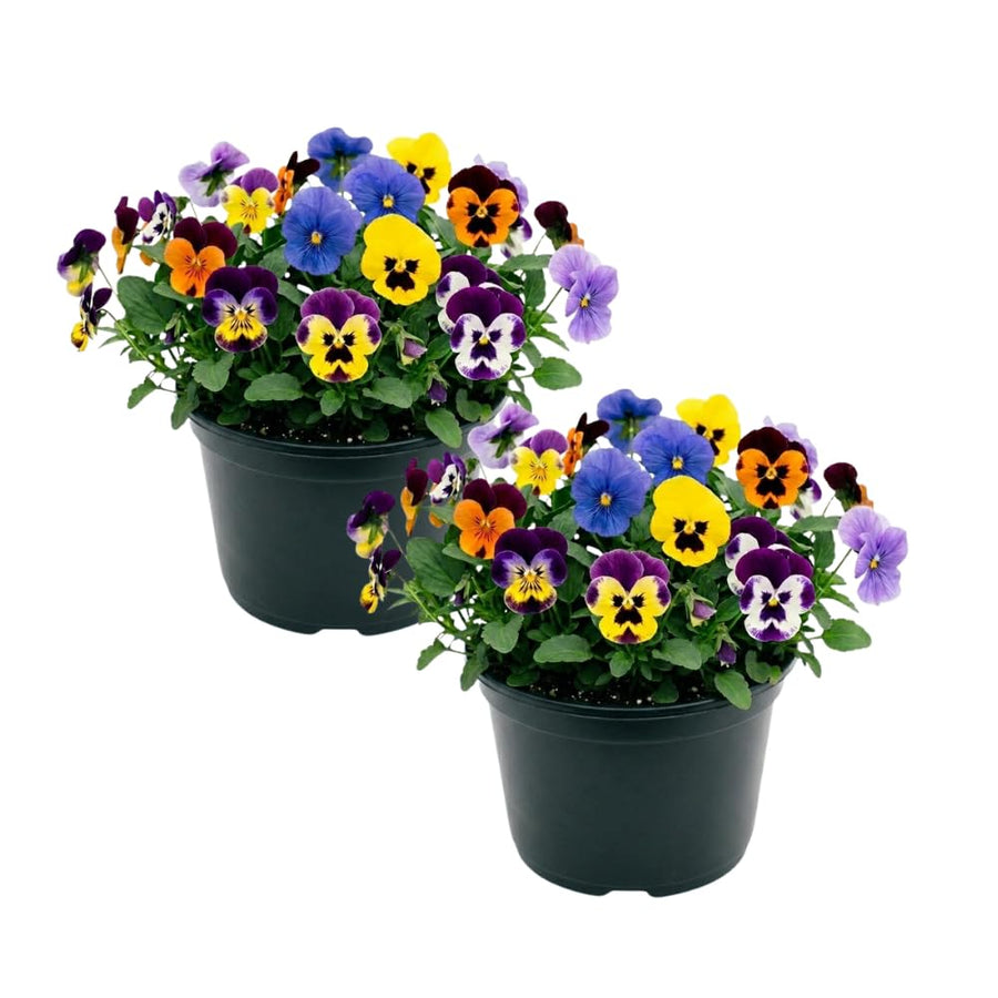 Set 2 Pansy Plants Live, Live Pansies Plant, Assorted Flowers, 4-7 Inc Tall, Solid Bloom Pansy, Colorful Pansies Seedling for Ground Cover, Hanging Basket and Container