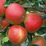 Gala Apple Tree Live Plant for Planting, Bareroot, 2-3 Feet Height, Apple Plant Live for Planting, Live Apple Tree Plant, Sweet Apple Fruit Tree, Dormant