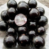 Jaboticaba Tree Plant Live, Black Jaboticaba Fruit Tree, 3 Feet Tall, Well-Rooted for Outdoor Growing