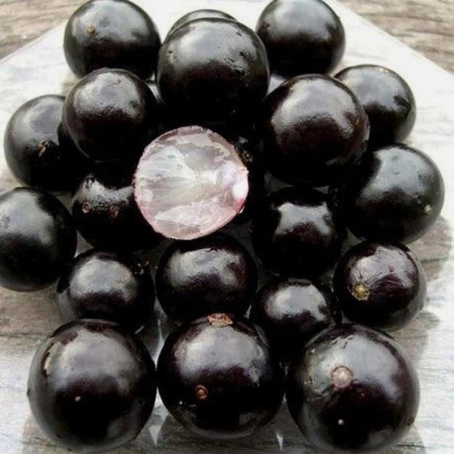 Jaboticaba Tree Plant Live, Black Jaboticaba Fruit Tree, 3 Feet Tall, Well-Rooted for Outdoor Growing