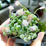String of Pearls Plant Live in 2" Pot, Succulent Vine, Trailing Indoor Houseplant for Hanging Baskets (Variegated String of Pearls)
