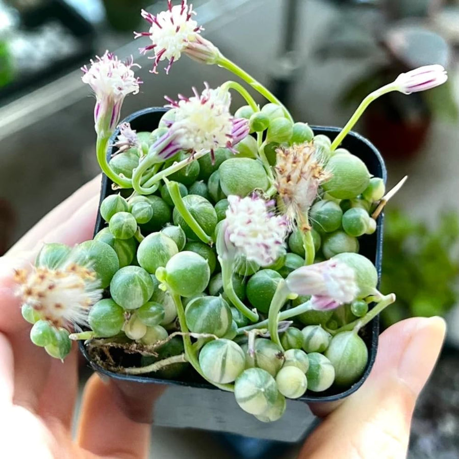 String of Pearls Plant Live in 2" Pot, Succulent Vine, Trailing Indoor Houseplant for Hanging Baskets (Variegated String of Pearls)