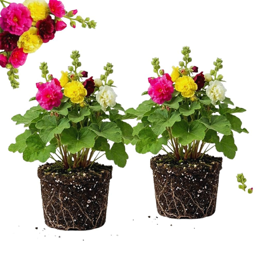2 Mix Double Hollyhock Plants Live, 4 to 6 Inc Tall, Hollyhock Flower Live Plant Bare Roots, Perennial Flower Garden