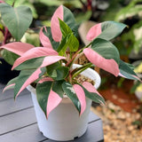 Pink Variegated Philodendron Live Plants, Unique Foliage Philodendron Plants, Rare Tropical Houseplant, No Pot, 4-8'' Tall