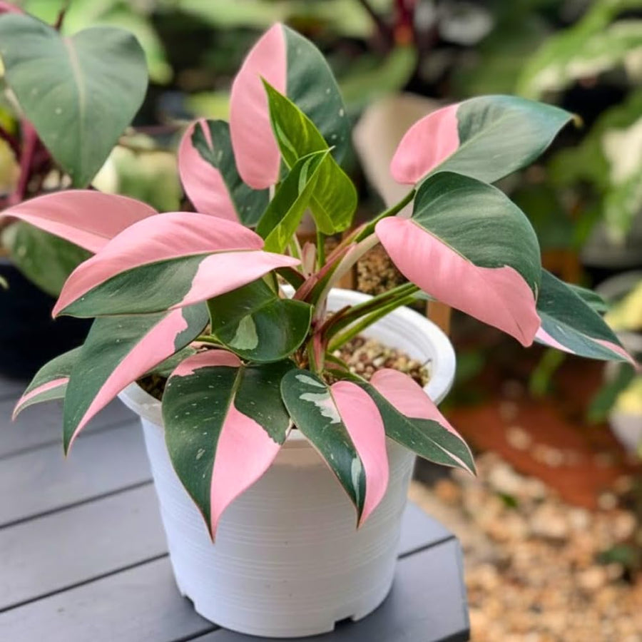 Pink Variegated Philodendron Live Plants, Unique Foliage Philodendron Plants, Rare Tropical Houseplant, No Pot, 4-8'' Tall