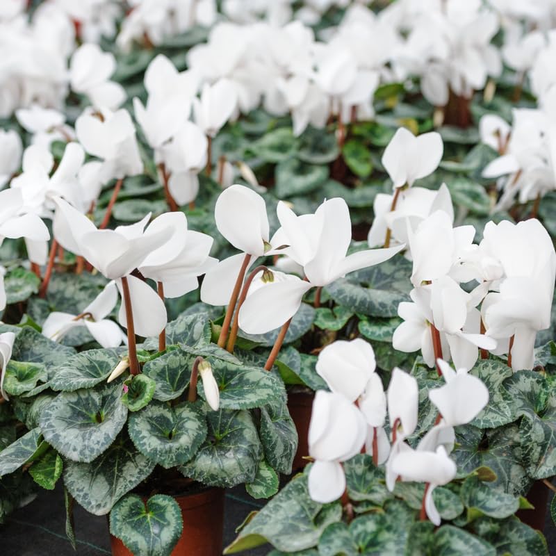 White Cyclamen Plant Live, Hardy Cyclamen Flowers, in 4 Inc Pot, Indoor Cyclamen Houseplant with Blooming Potted Flowers