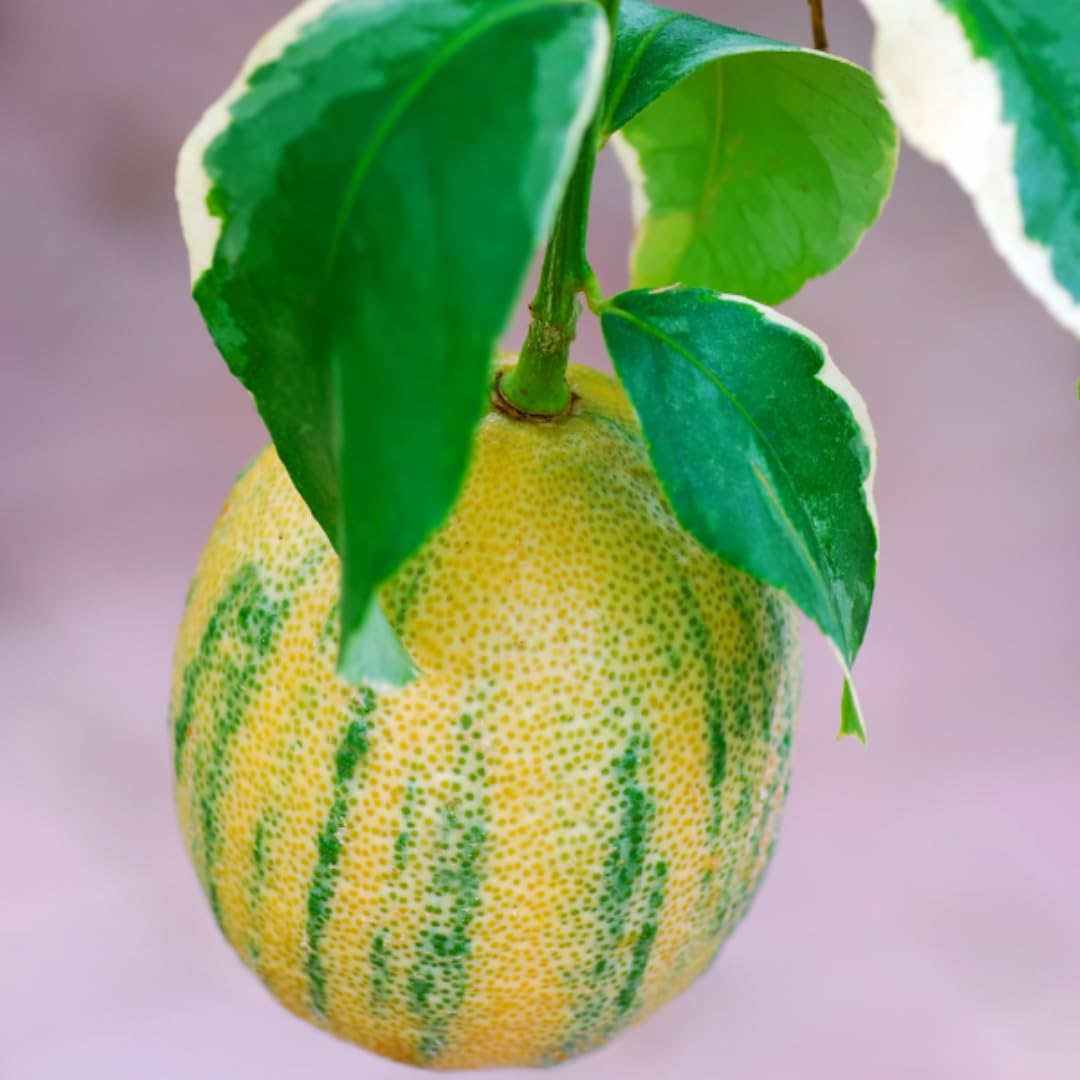 3 Years Old Variegated Pink Lemon Tree Live Plant, 3-4 Feet Tall Grafted Citrus Tree, Hardy Yellow Lemon Fruit Tree for Outdoor Planting