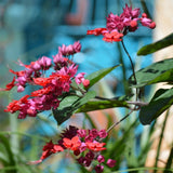 2 Bleeding Heart Vine 5 to 9 Inch Tall, Clerodendrum Bleeding Heart Plants Live Well Rooted, Ornamental Flowers (Mixed Bleeding Heart)