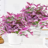 Wandering Jew Live Plant, Tradescantia Nanouk Succulent Plant Live for Growing Hanging Basket Plant, 2 Inc Pot